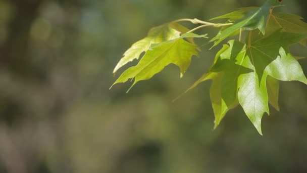 Hojas verdes balanceándose en el viento . — Vídeos de Stock