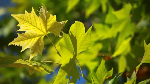 Hojas verdes balanceándose en el viento . — Vídeos de Stock