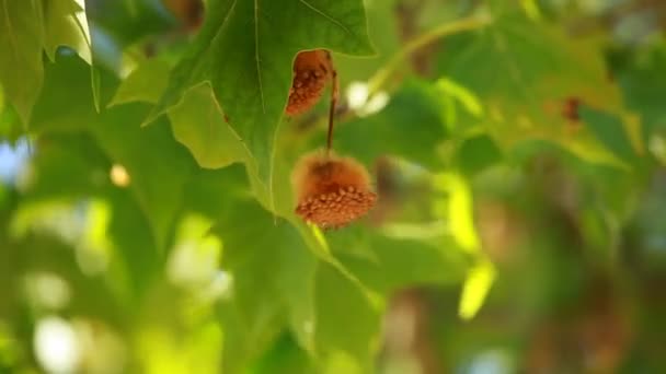 Feuilles vertes balançant dans le vent . — Video