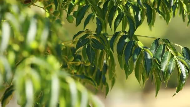 Feuilles vertes balançant dans le vent . — Video