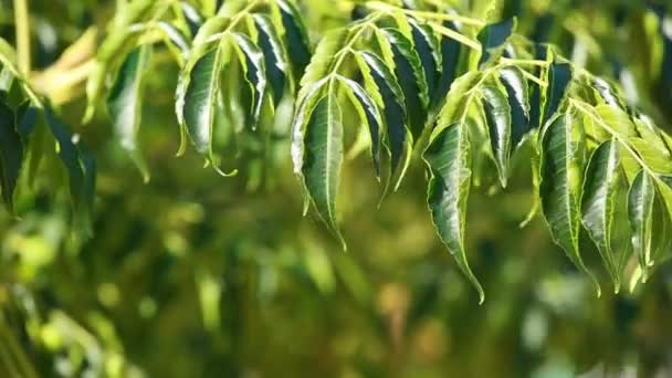 Groene bladeren swingend in de wind. — Stockvideo