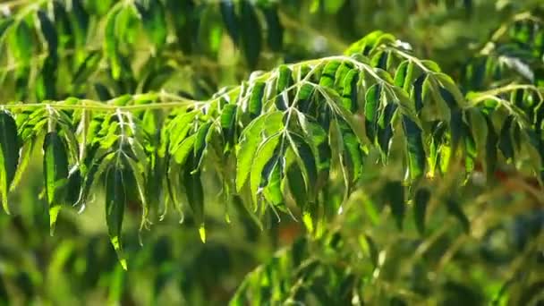 Hojas verdes balanceándose en el viento . — Vídeos de Stock