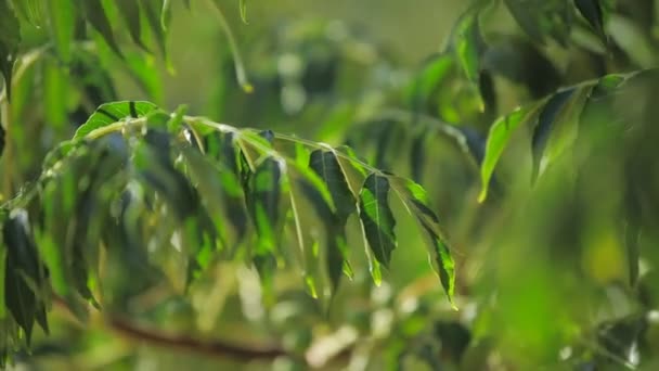 Feuilles vertes balançant dans le vent . — Video