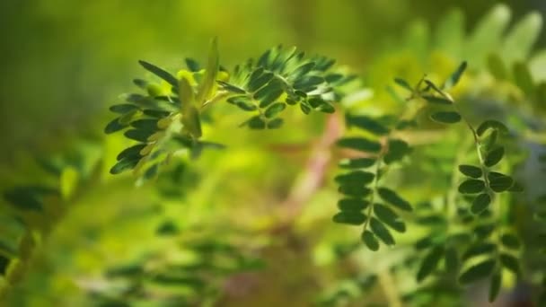 Liście zielone, kołysząc się w wiatr. — Wideo stockowe