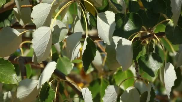 Zelené listy houpat ve větru. — Stock video