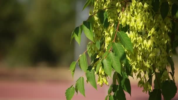 Gröna blad svänga i vinden. — Stockvideo