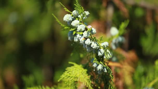 Groene bladeren swingend in de wind. — Stockvideo