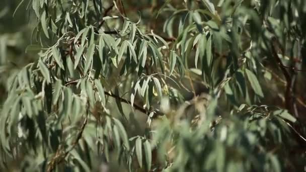 Grüne Blätter, die im Wind schwingen. — Stockvideo