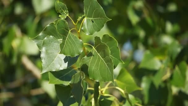 Hojas verdes balanceándose en el viento . — Vídeos de Stock