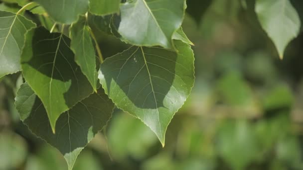 Зеленые листья, качающиеся на ветру . — стоковое видео