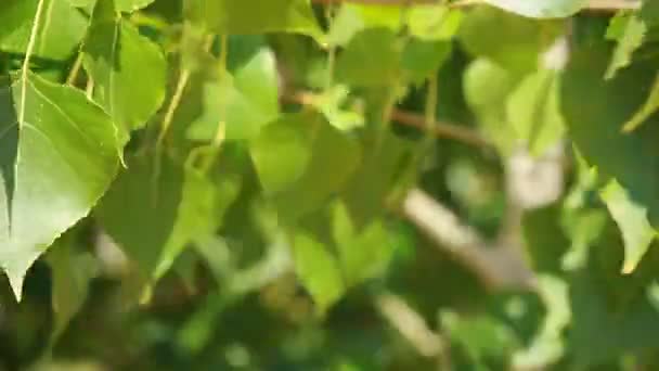 Groene bladeren swingend in de wind. — Stockvideo