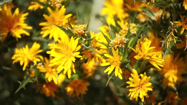 Flores amarillas y rocío matutino en el parque — Vídeos de Stock