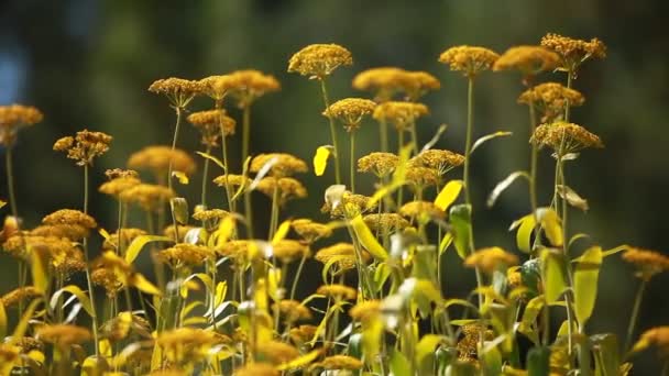 Flores amarillas y rocío matutino en el parque — Vídeos de Stock