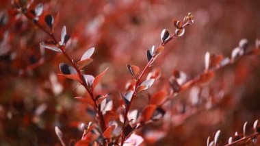 Kahverengi yapraklar rüzgarda savruluyor.