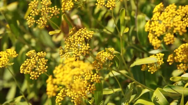 Yellow flowers and morning dew in park — Stock Video