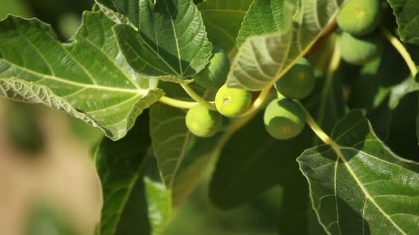 Figi na zielone drzewo figowe — Wideo stockowe