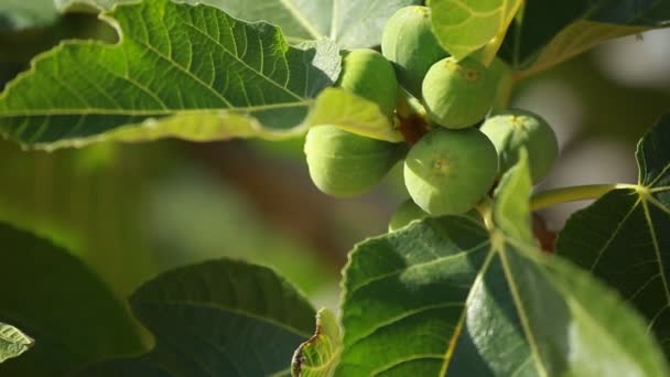 Figs on green fig tree — Stock Video