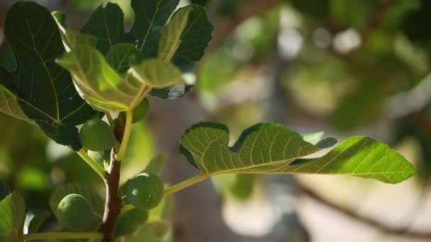 Figs on green fig tree — Stock Video