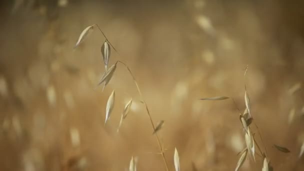 Caña al atardecer — Vídeo de stock