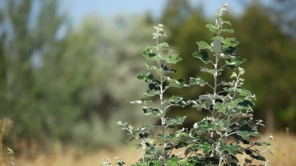 Hojas verdes balanceándose en el viento . — Vídeos de Stock