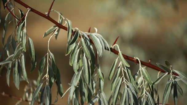 Green leaves swinging in the wind. — Stock Video