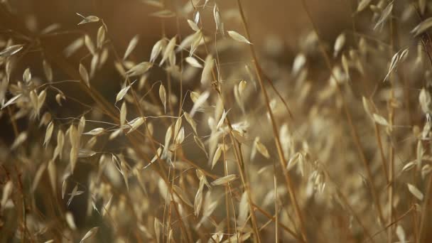 Reed bij zonsondergang — Stockvideo