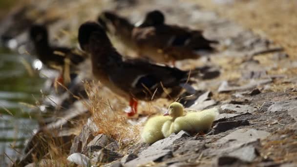 Gräsand anka och baby ankungar — Stockvideo