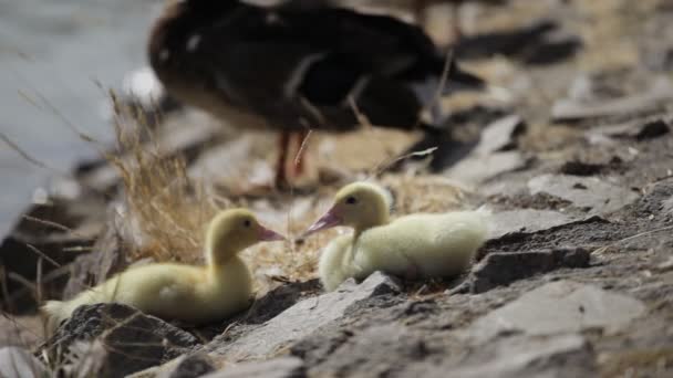 Pato Mallard y patitos bebé — Vídeo de stock