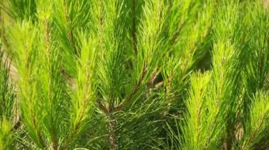 yeşil acı ağaç rüzgarda yaprak.