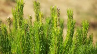 yeşil acı ağaç rüzgarda yaprak.