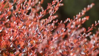 Kahverengi yapraklar rüzgarda savruluyor.