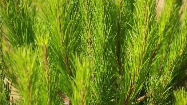 Hojas verdes del árbol del dolor en el viento . — Vídeo de stock