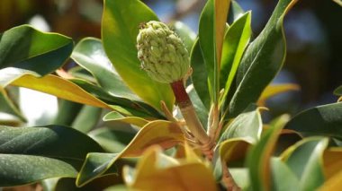 Bahar yatay muhteşem Manolya ağacı