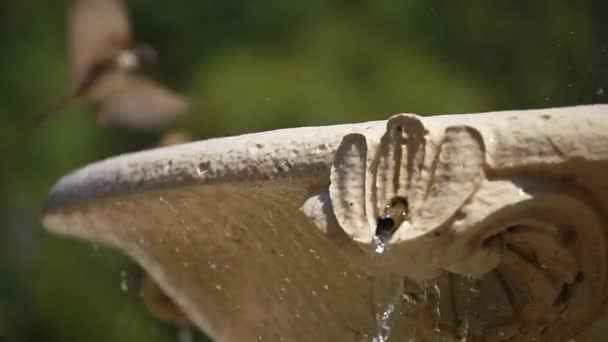 Un piccolo passero che si fa una doccia — Video Stock