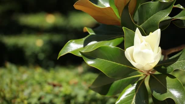 Υπέροχη magnolia δέντρο σε οριζόντιο ελατήριο — Αρχείο Βίντεο