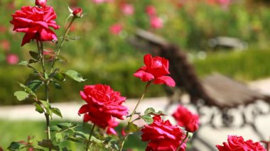 Bahçedeki şubede kırmızı gül