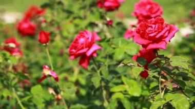 Bahçedeki şubede kırmızı gül