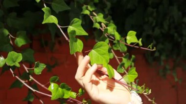 kadının elleri çok dokunaklı bir duvar Ivy kapak yapraklar