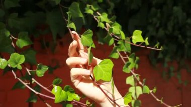kadının elleri çok dokunaklı bir duvar Ivy kapak yapraklar
