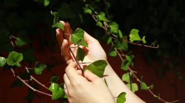kadının elleri çok dokunaklı bir duvar Ivy kapak yapraklar