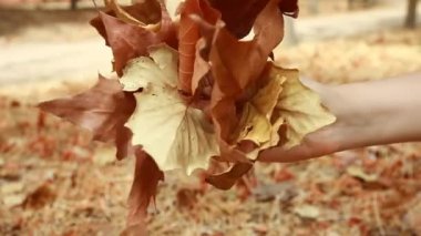 kadının toplama kahverengi Sonbahar Kuru yaprakları eller