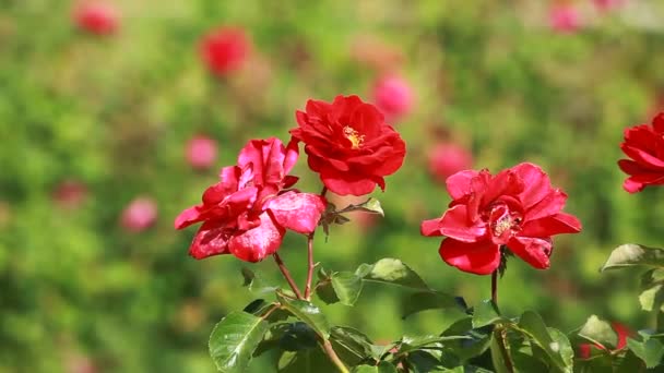 Rosa roja en la rama en el jardín — Vídeos de Stock