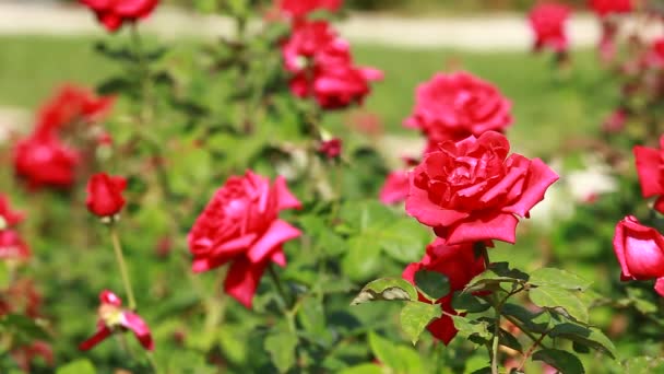 Red Rose on the Branch in the Garden — Stock Video