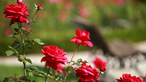 Rosa roja en la rama en el jardín — Vídeos de Stock