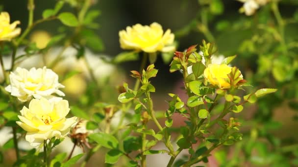 Rosa roja en la rama en el jardín — Vídeo de stock