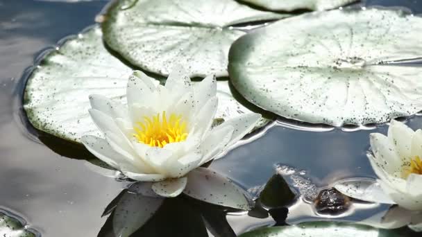 Egy egyetlen fehér víz liliom virág, liliom-tóban úszó