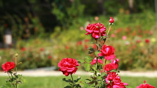 Rosa roja en la rama en el jardín — Vídeos de Stock