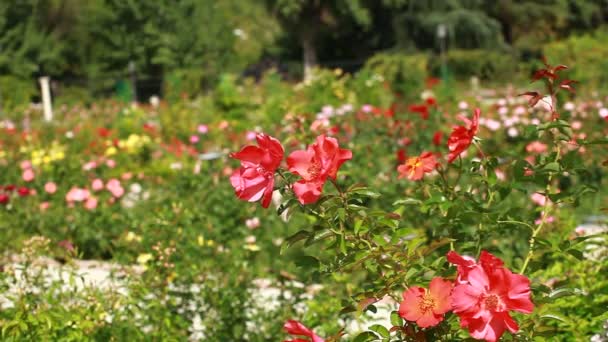 Piros rózsa az ágon a kertben — Stock videók