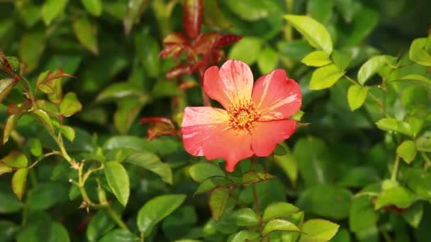 Rosa roja en la rama en el jardín — Vídeos de Stock