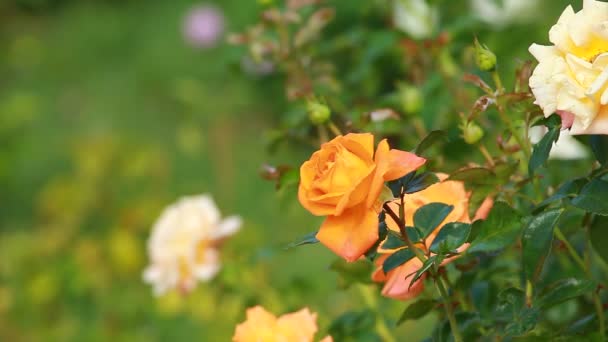 Red Rose on the Branch in the Garden — Stock Video